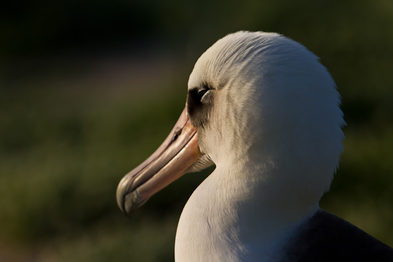 Laysan Albatross