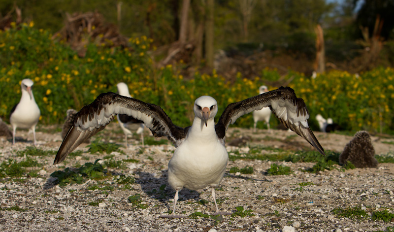 Laysan Albatross