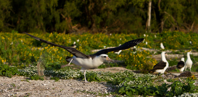 Laysan Albatross Taking Flight