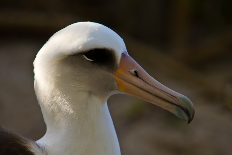 Laysan Albatross