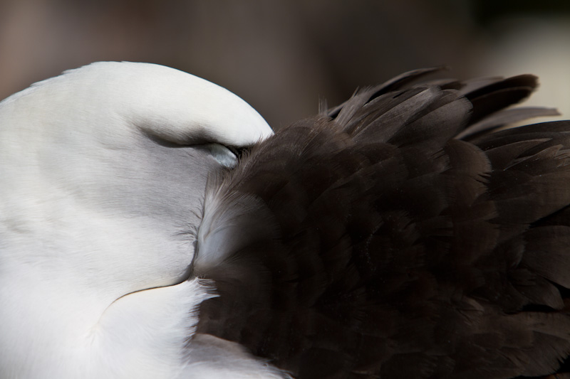 Laysan Albatross