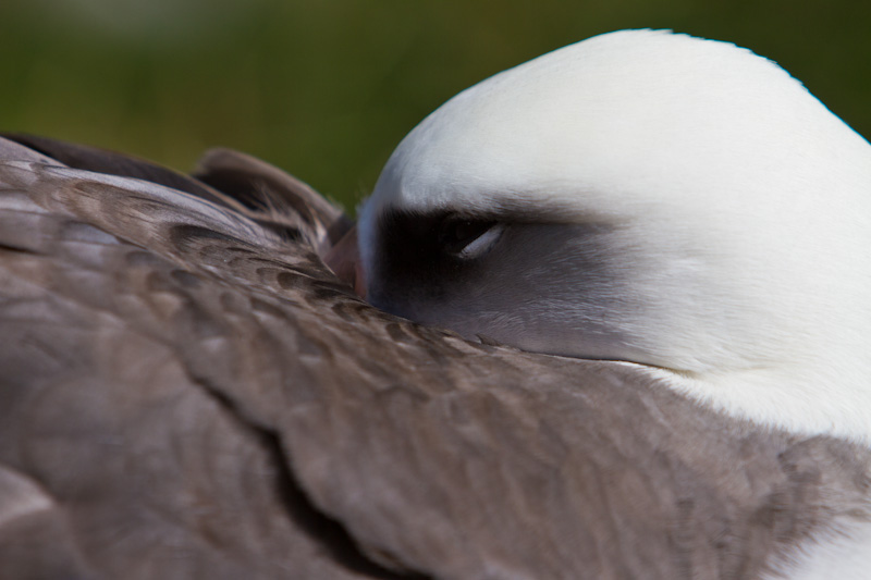 Laysan Albatross