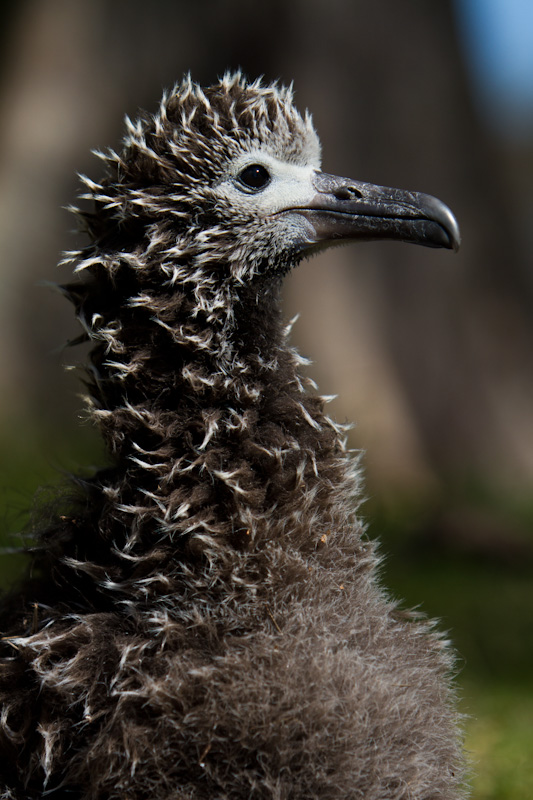 Laysan Albatross Chick