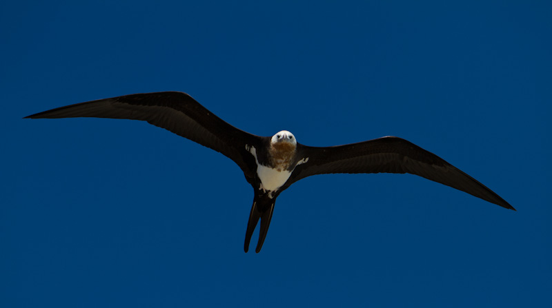 Great Frigatebird In Flight