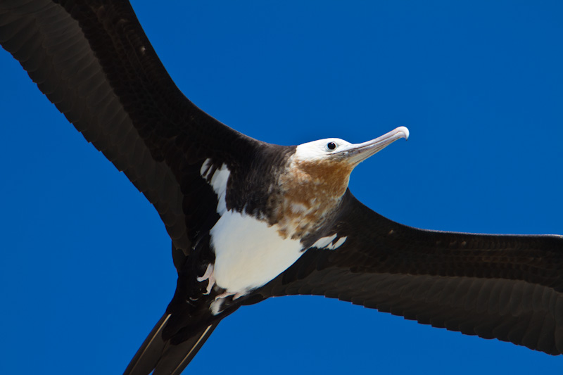 Great Frigatebird In Flight