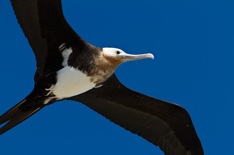 Great Frigatebird In Flight