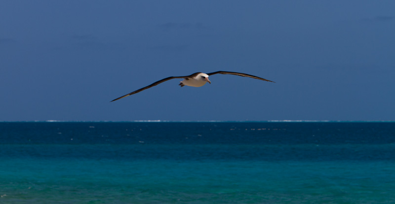 Laysan Albatross In Flight