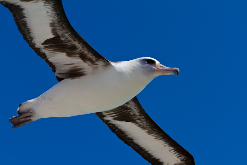 Laysan Albatross In Flight