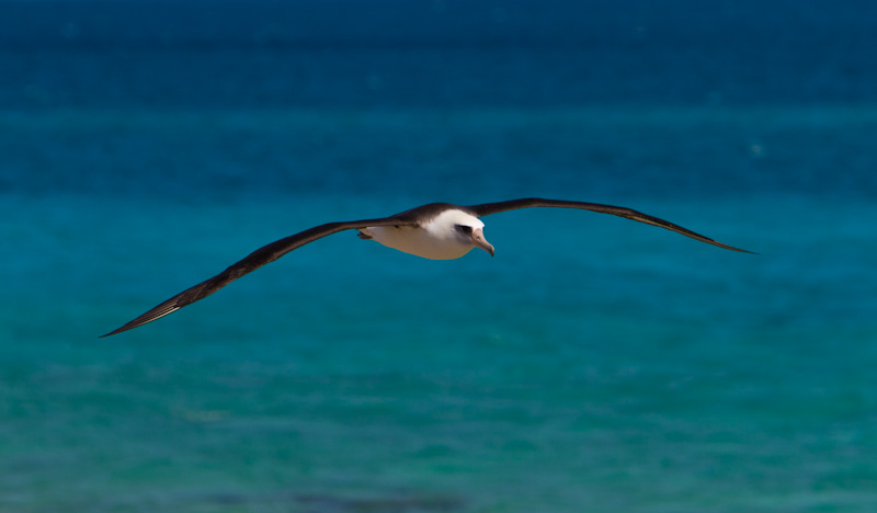 Laysan Albatross In Flight