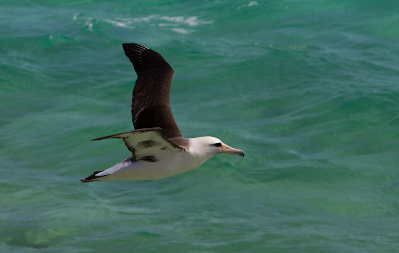 Laysan Albatross In Flight