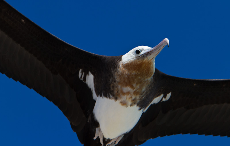 Great Frigatebird In Flight