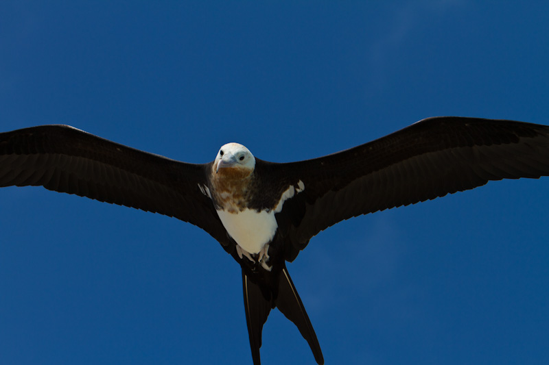 Great Frigatebird In Flight