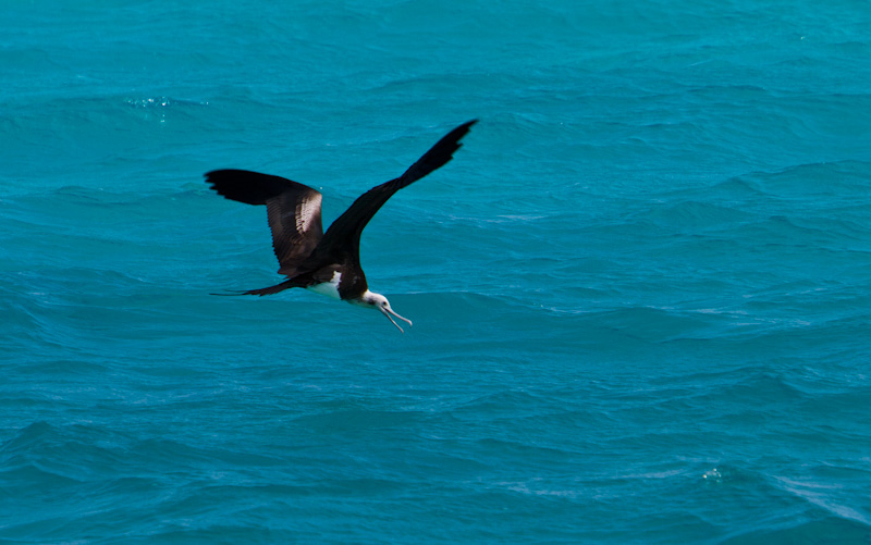 Great Frigatebird In Flight