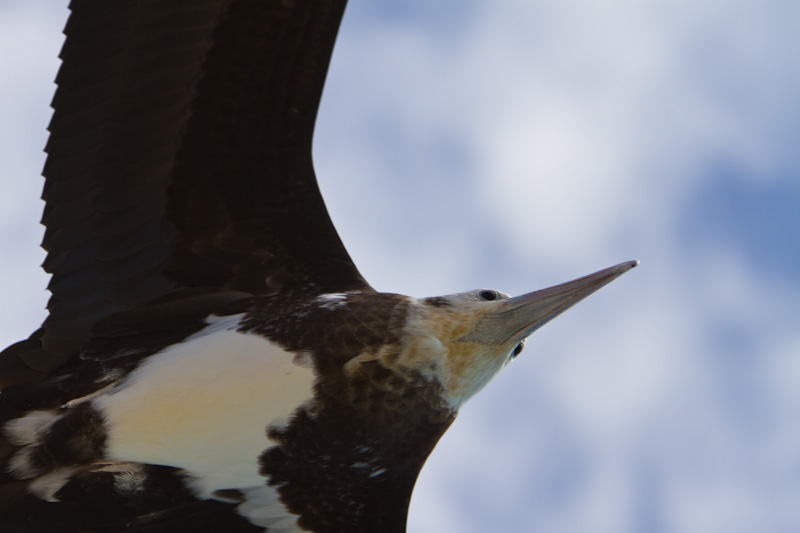 Great Frigatebird In Flight