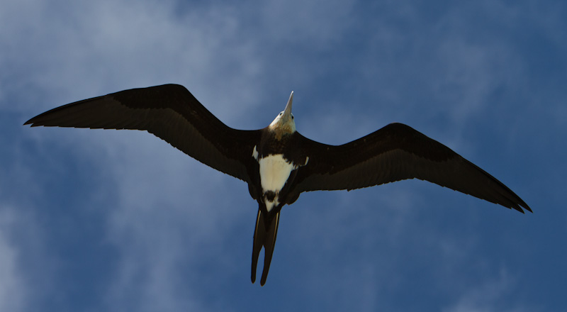 Great Frigatebird In Flight