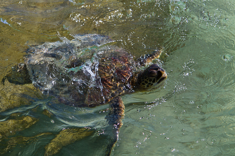 Pacific Green Sea Turtle