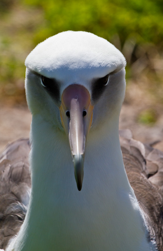 Laysan Albatross