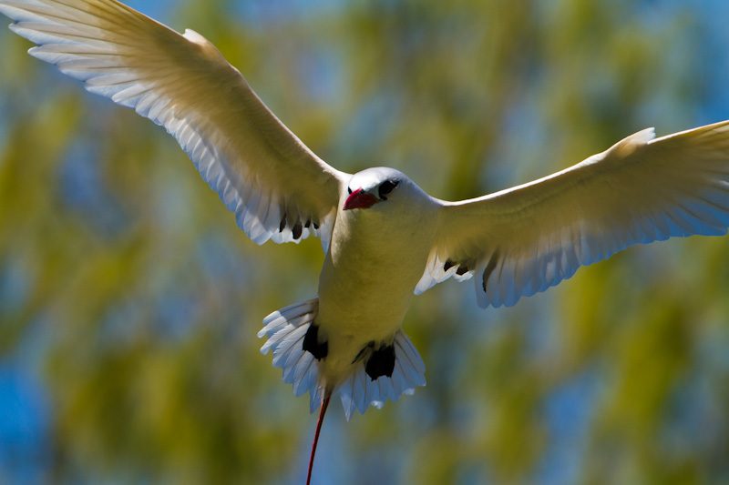 Red-Tailed Tropicbird In Flight