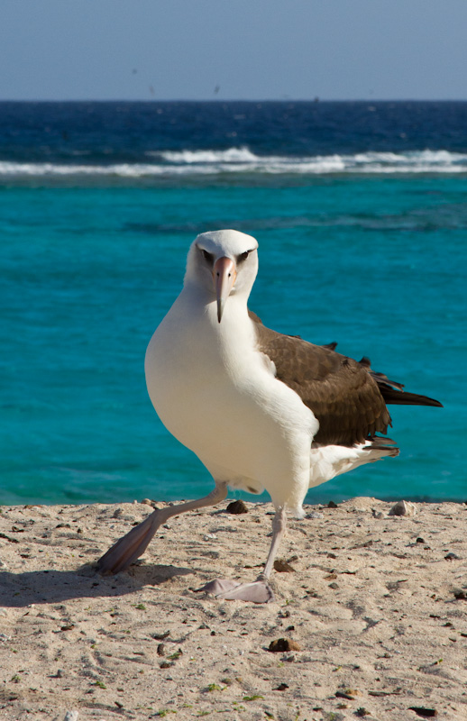 Laysan Albatross