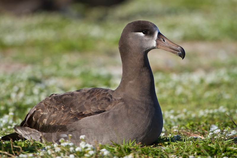 Black-Footed Albatross