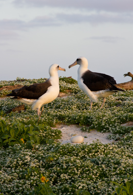 Laysan Albatross