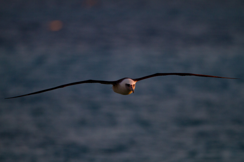 Laysan Albatross In Flight