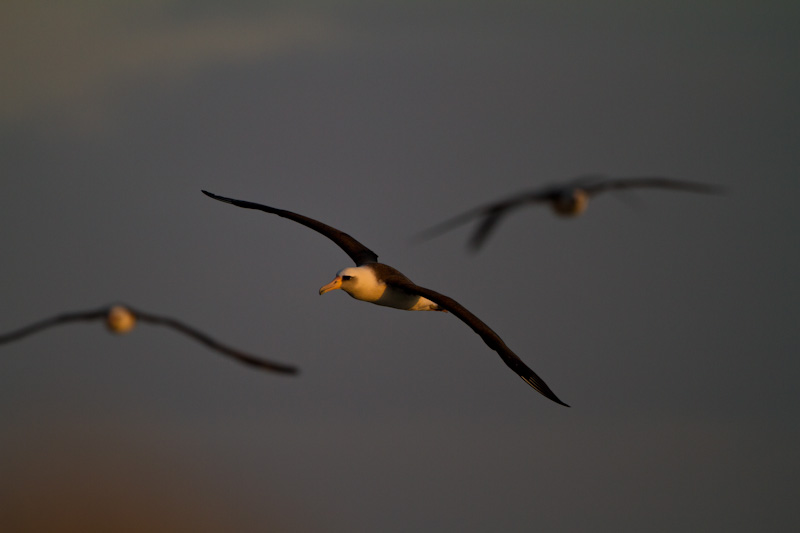 Laysan Albatross In Flight