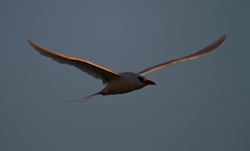 Red-Tailed Tropicbird In Flight