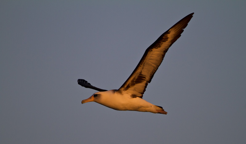 Laysan Albatross In Flight