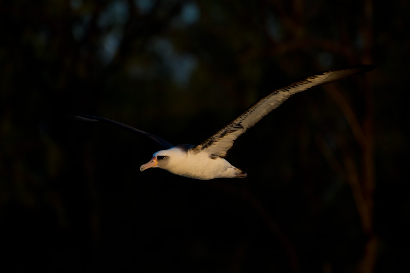 Laysan Albatross In Flight