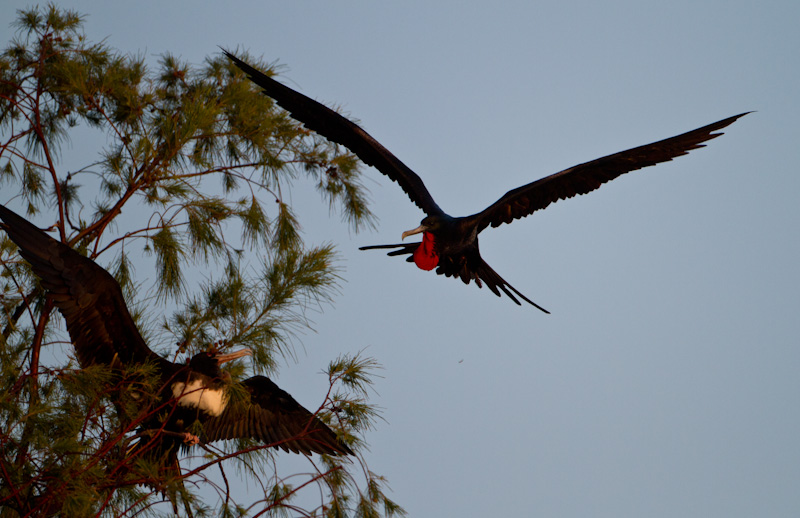 Great Frigatebird In Flight