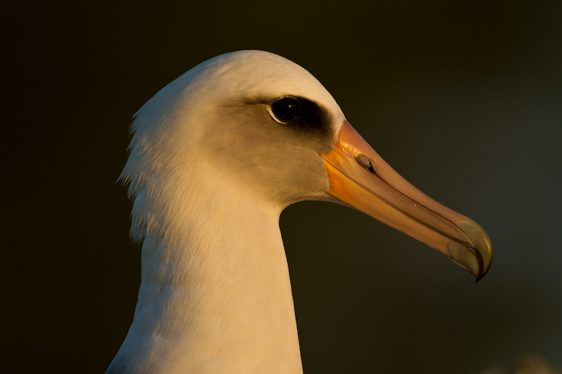 Laysan Albatross