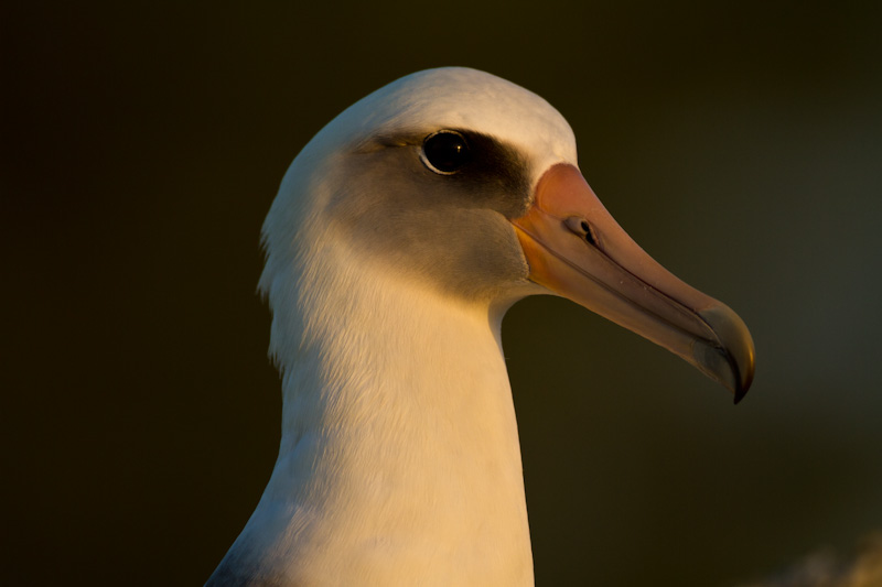 Laysan Albatross