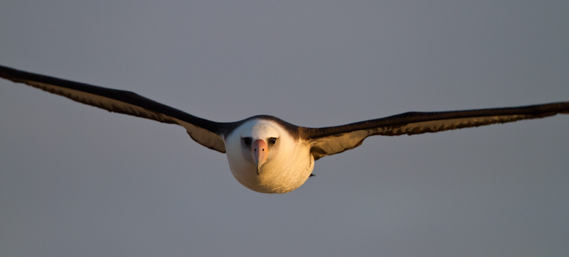 Laysan Albatross In Flight