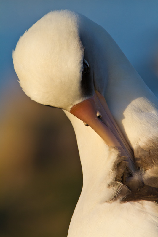 Laysan Albatross Preening