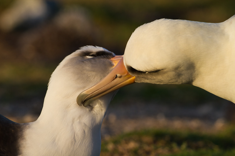 Laysan Albatross