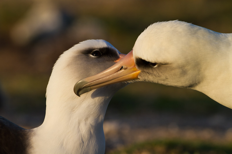 Laysan Albatross