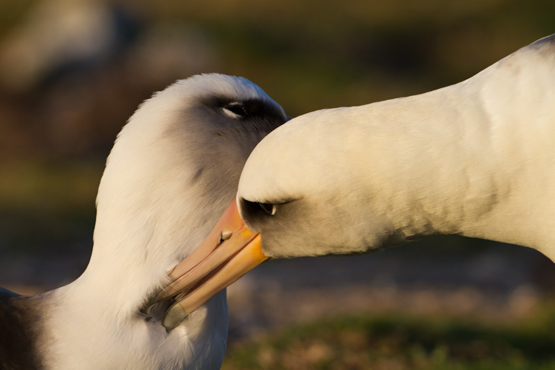 Laysan Albatross