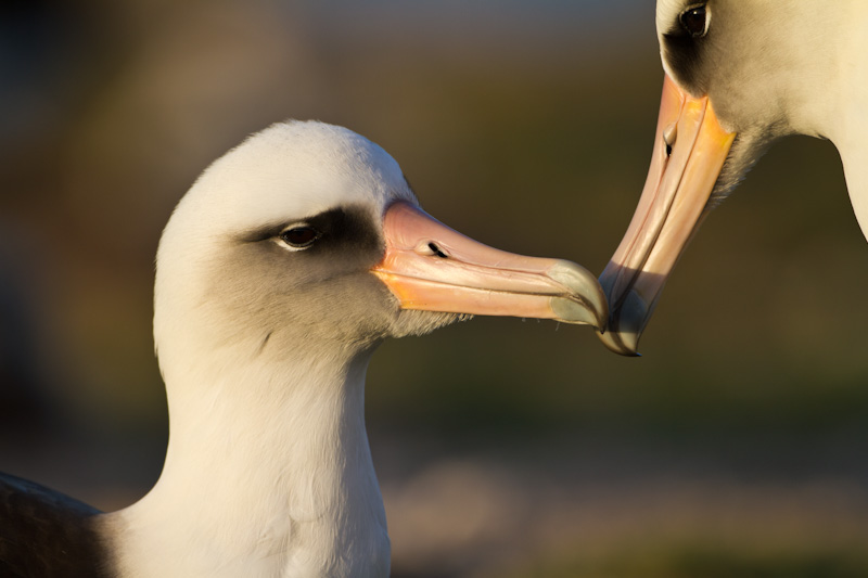 Laysan Albatross