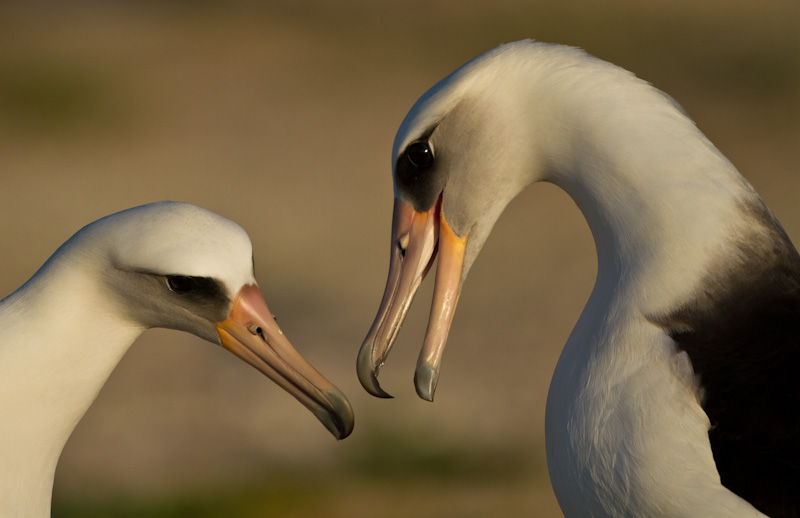 Laysan Albatross