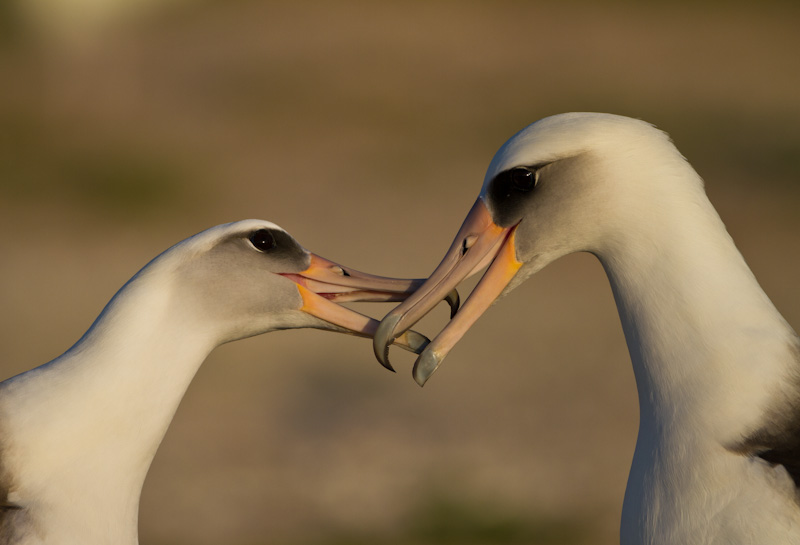 Laysan Albatross