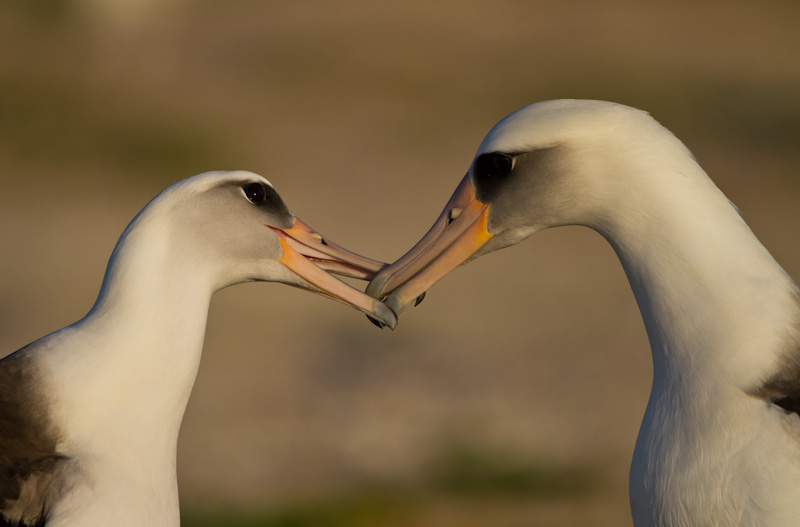 Laysan Albatross