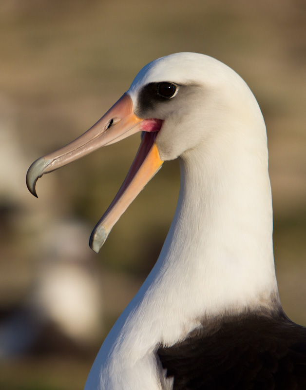 Laysan Albatross