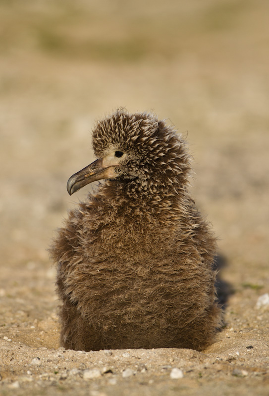 Laysan Albatross Chick