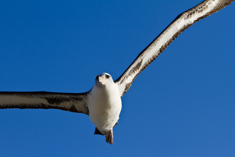 Laysan Albatross In Flight