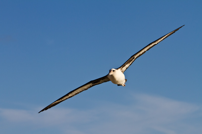 Laysan Albatross In Flight