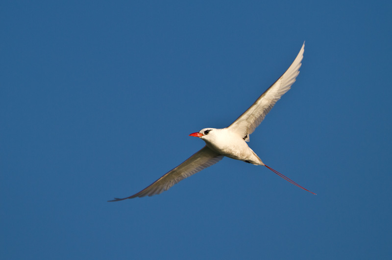 Red-Tailed Tropicbird In Flight