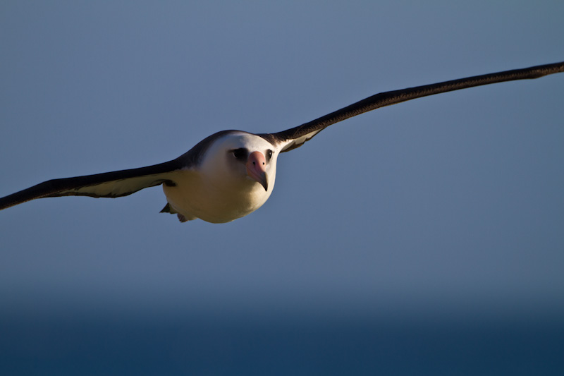 Laysan Albatross In Flight