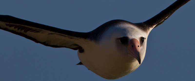 Laysan Albatross In Flight