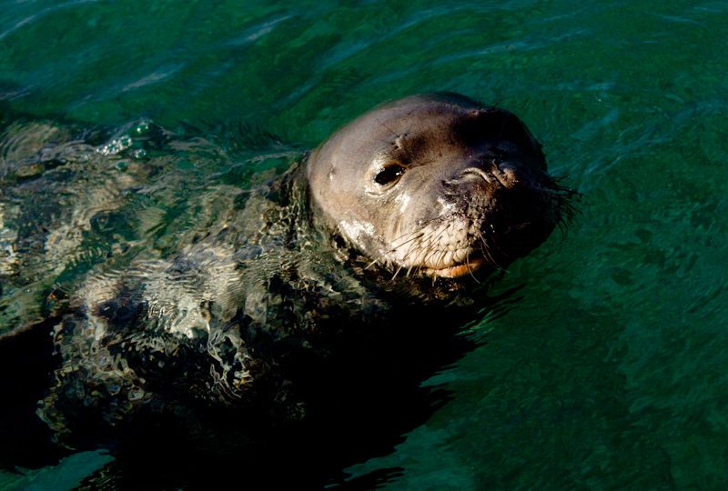 Hawaiian Monk Seal